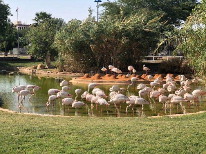 أماكن حيوانات للأطفال في جدة